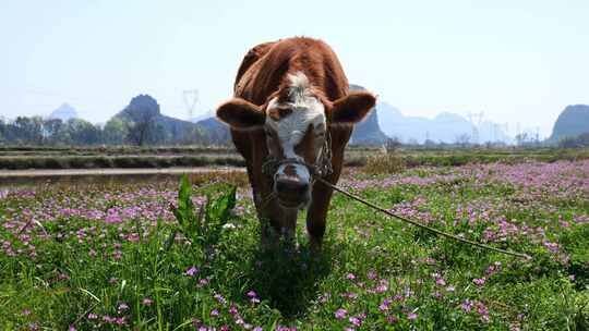 春天牛在紫云英田野里吃草