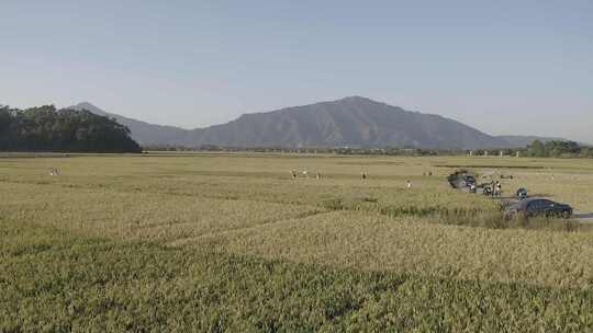 秋天稻田 田野 航拍 大片稻田 好天气 晴天