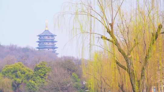 杭州西湖雷峰塔春天柳树