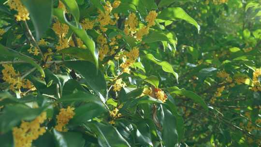 唯美桂花/秋天逆光桂花/阳光下的桂花