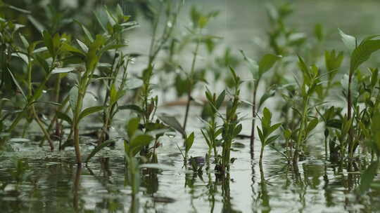 下雨清明谷雨酸雨倾盆大雨蒙蒙细雨