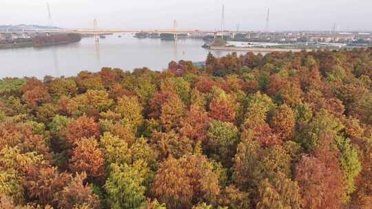 中国广东省佛山市顺德伦教水杉