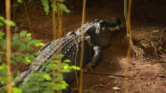 鳄鱼、鳄鱼、爬行动物、植物