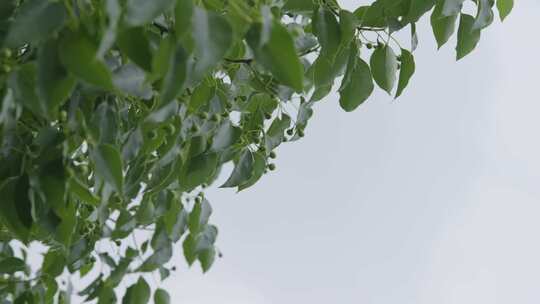 北京平谷树上未成熟的桃仰拍航拍