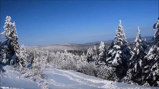 雪山和松树的镜头