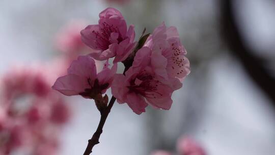 【镜头合集】人面桃花鲜花粉嫩鲜花花朵