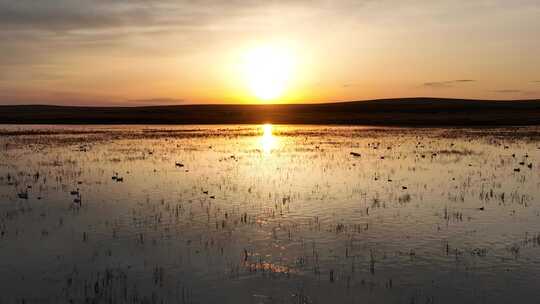 呼伦贝尔湿地湖水天鹅夕阳美景