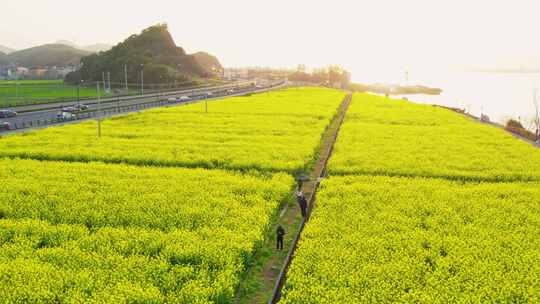 杭州富阳富春江江畔春天油菜花风景