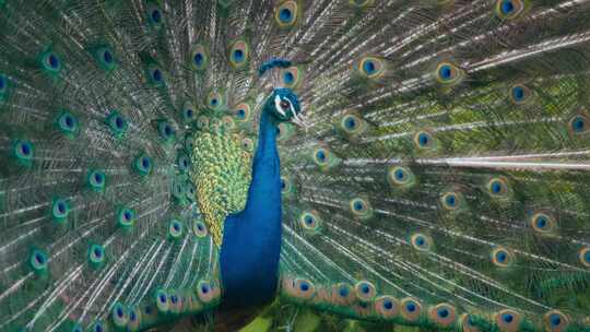 开屏孔雀特写