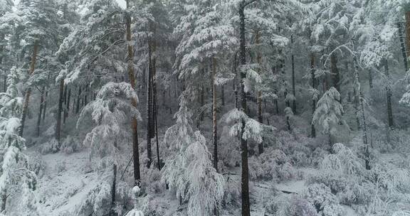 航拍森林冰雪