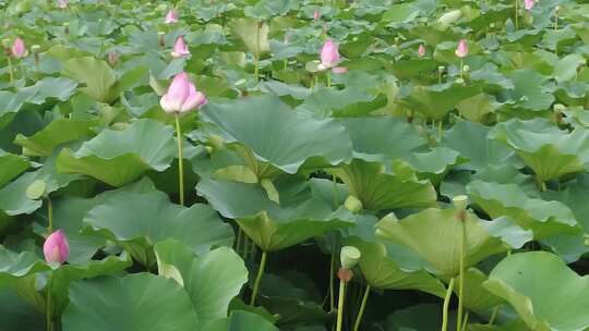 池塘荷花荷叶实拍