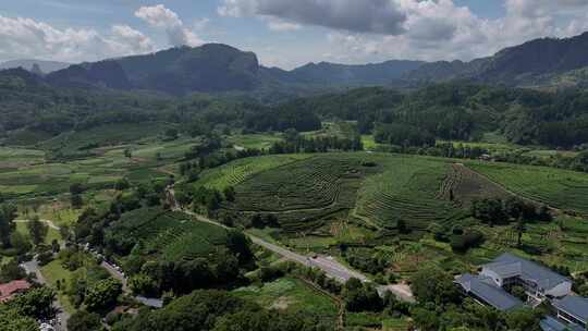 春天的高山 茶园航拍视频素材模板下载