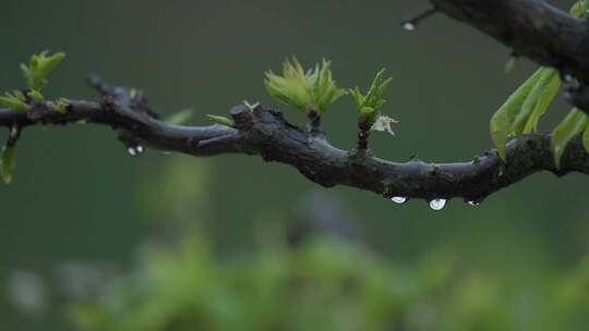 春天，嫩芽，春雨淋树叶，雨中的小鸟，李花