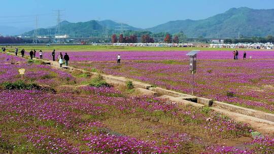 中山市南朗格桑花开二