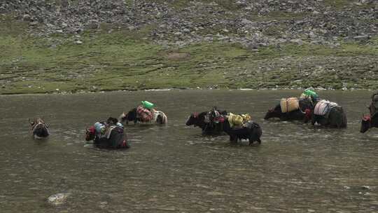 西藏山南地区湖水中的牦牛群