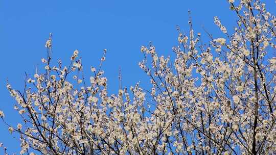 早春白梅绿梅盛开唯美空镜