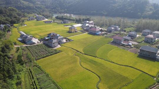 航拍秋收金黄稻田水稻农业种植视频素材模板下载