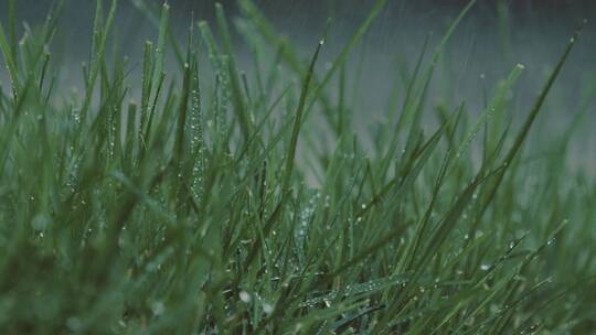 草丛雨雾