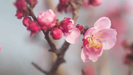 公园里盛开的梅花微距特写