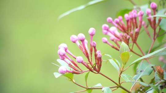 丁香花视频