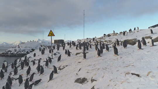 南极幽默标志写着“小心——鸟”。巴布亚企视频素材模板下载