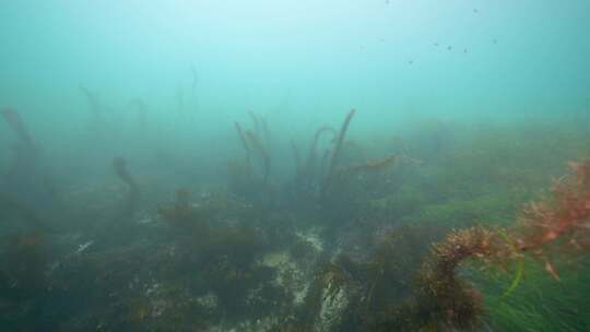 海藻，海洋，海洋生物，纪录片