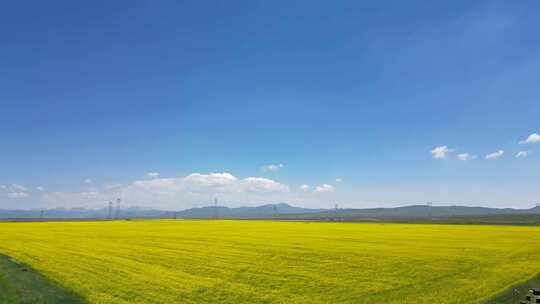 哈尔盖镇附近油菜花海、美景