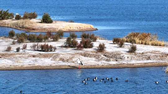 山东黄河口候鸟迁徙