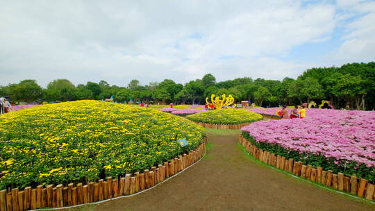 公园花坛园艺 菊花 花园