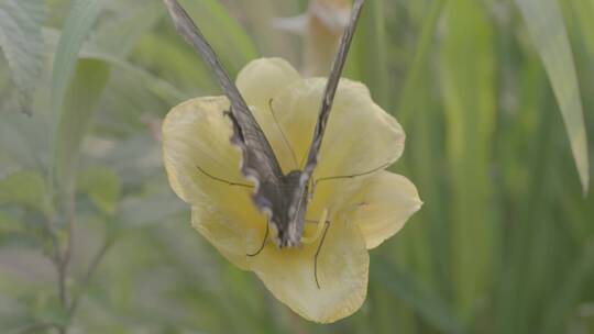 黑色蝴蝶黄色花朵LOG