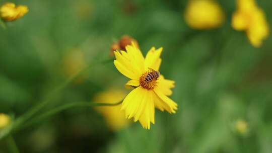 剑叶金鸡菊、大花金鸡菊4K120帧升格