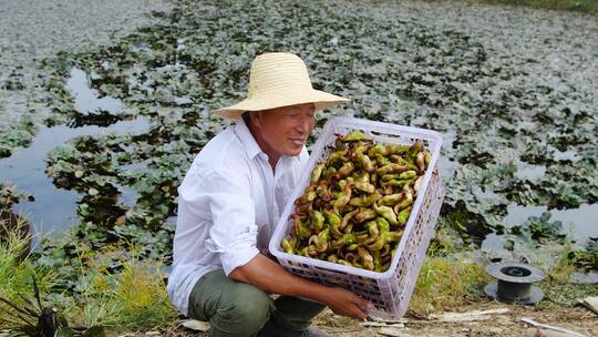 新鲜菱角