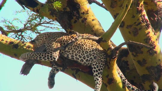 非洲豹在树上睡觉视频素材模板下载