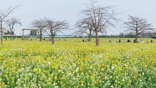 中国广东省广州市南沙区东涌油菜花