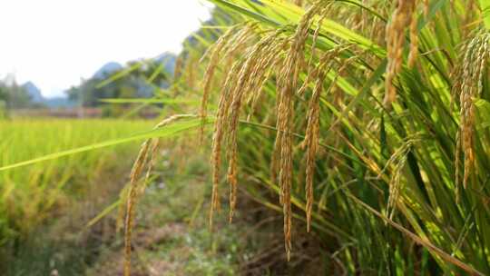 稻谷 稻谷丰收 水稻 生长中的水稻