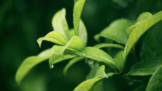 实拍夏天立夏雨季雨水拍打树叶