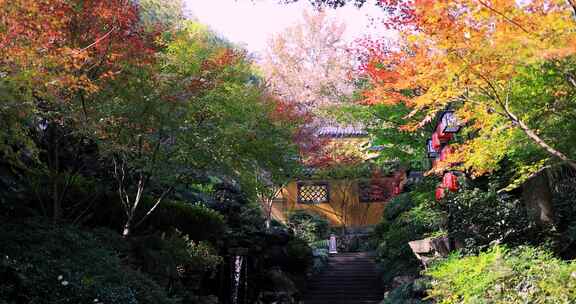 杭州永福寺红枫秋景