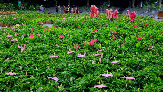 朱瑾花 南宁青秀山花园