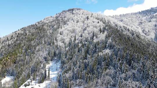 白雪覆盖的山脉和森林