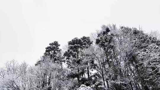 森林下雪移动镜头天雪景下雪雪山树上的雪