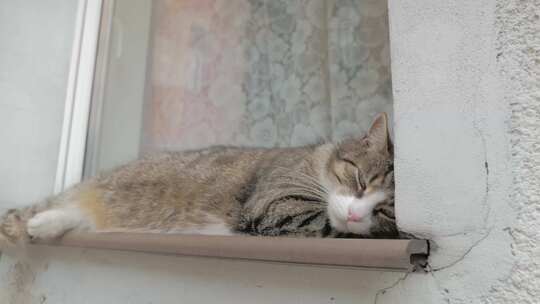 窗台上休息的猫咪