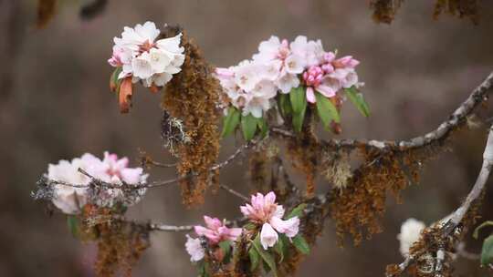 高山杜鹃花6