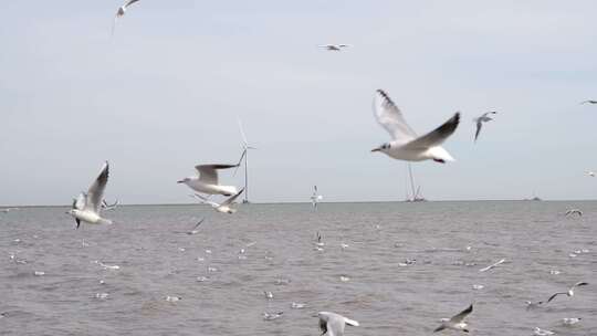 海鸥 海边 海平线  群鸟 大海