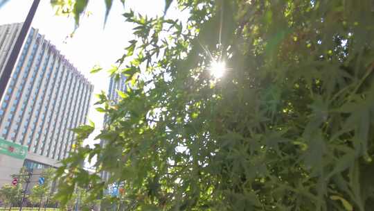 城市阳光穿过树叶子风景视频素材视频素材模板下载