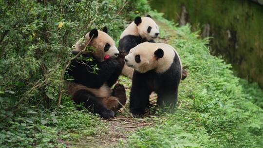 三只大熊猫站立拿苹果吃钓猫游戏视频素材模板下载