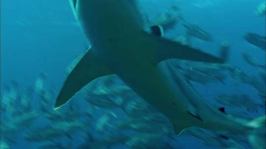 海豚海洋生物视频素材模板下载