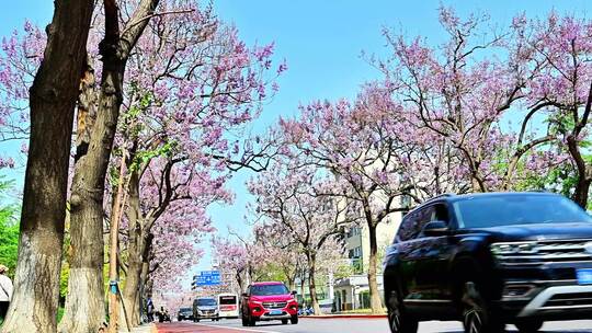 北京亦庄的梧桐大道花海街道