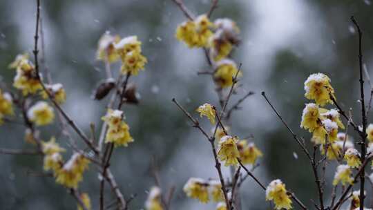 春天公园大雪中的腊梅花空境升格