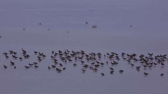 S湿地、群鸟、觅食