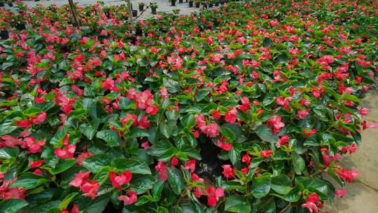 鲜花培育种植基地苗圃